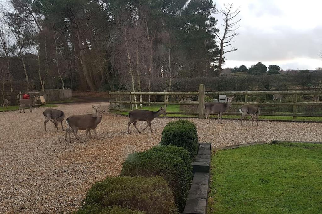 Home In Dorset, Near Jurassic Coast And Arne 威尔汉姆 外观 照片